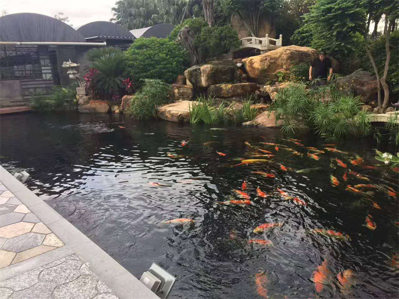 江苏锦鲤鱼池