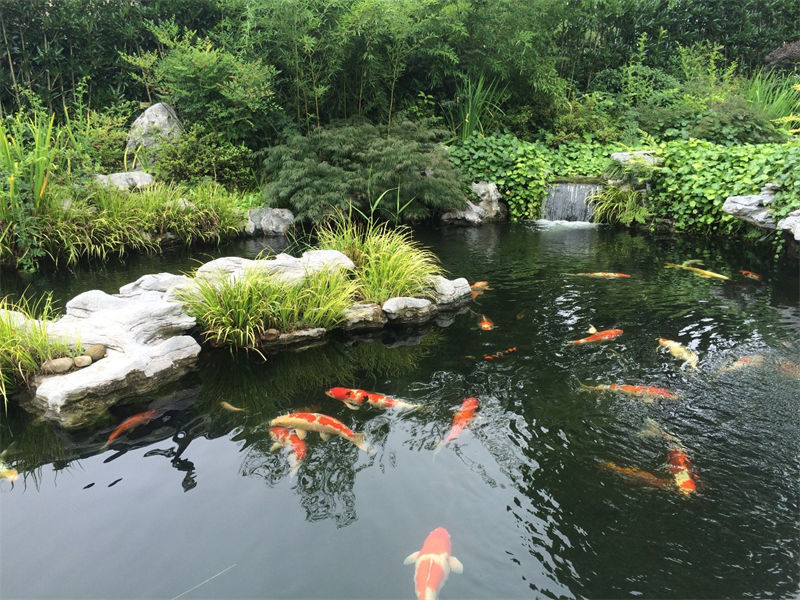 江苏锦鲤鱼池